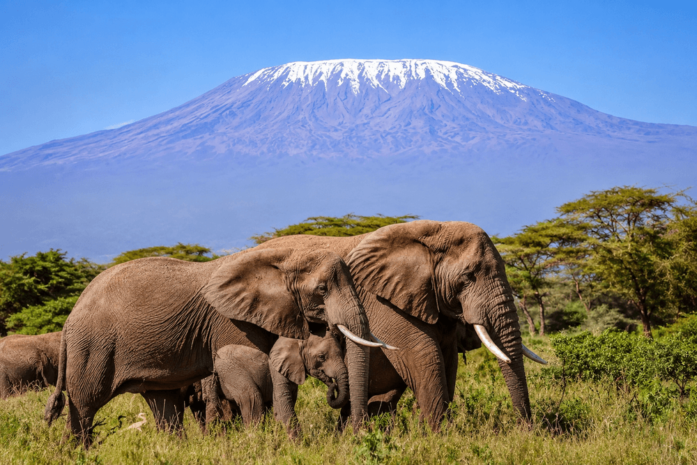 5 Days Amboseli & Tsavo Wildlife Safari
