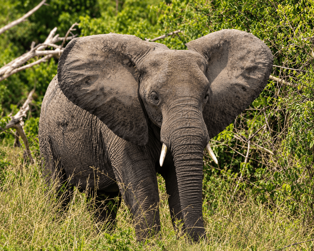 Best of Uganda Safari