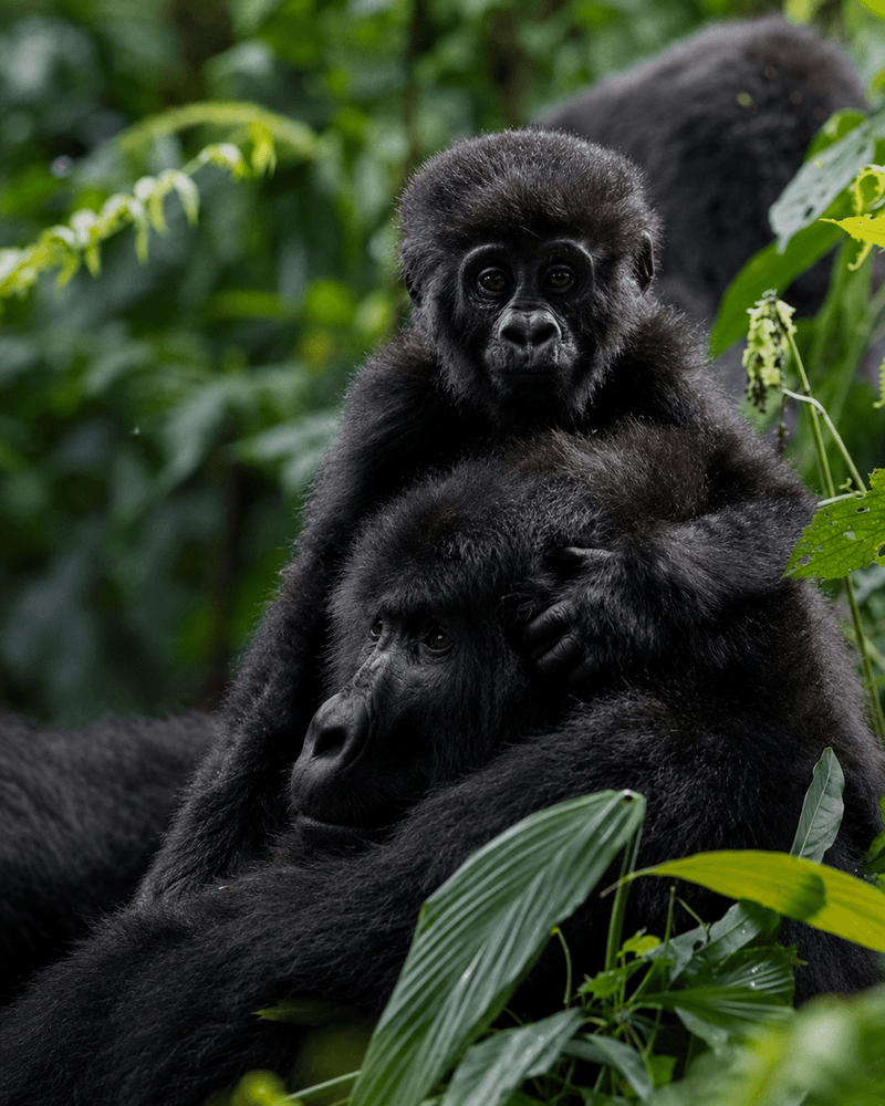Gorilla Trekking Express