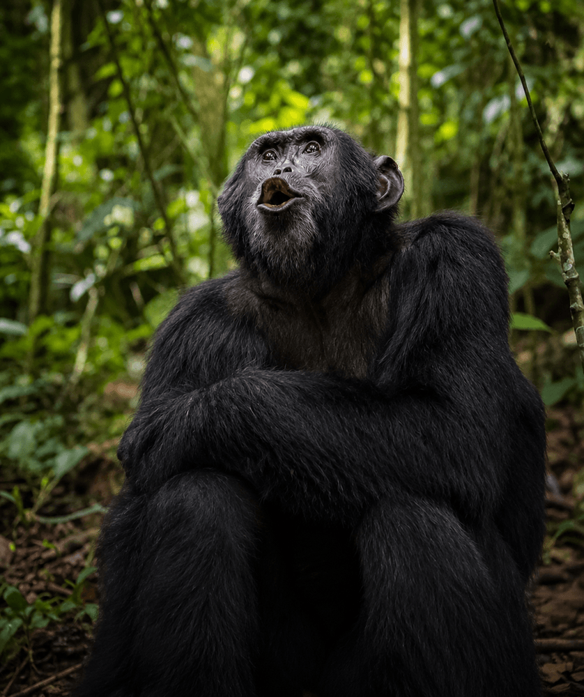 Primate Special Safari