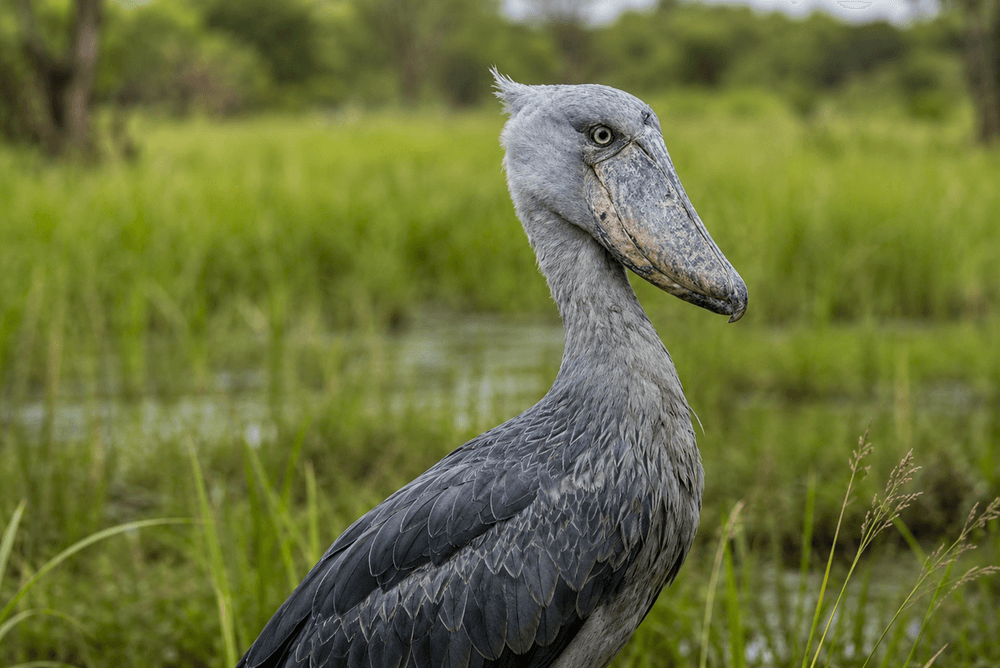 Uganda Birding Expedition