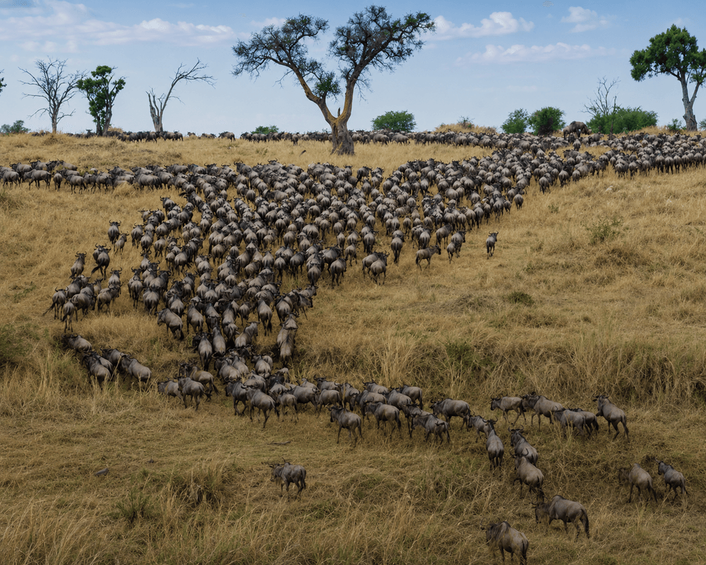 4 Days Wildebeest Migration Safari